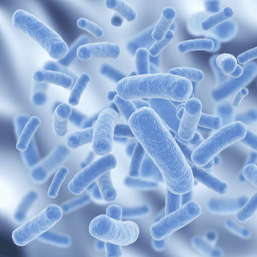 Gut bacteria in the human microbiome